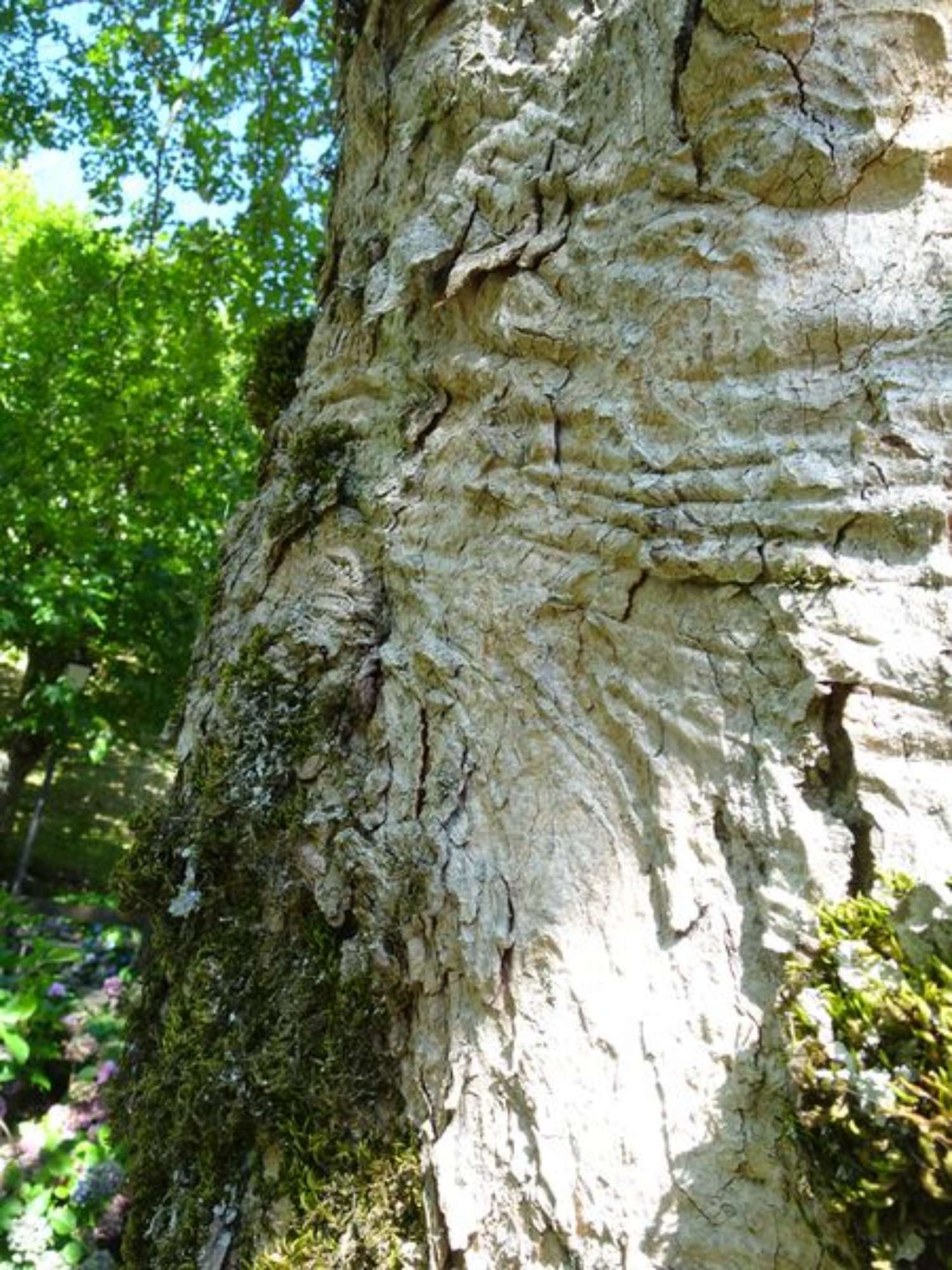 Acero montano_Tresana_Alto Reno Terme_Ghedini(3)